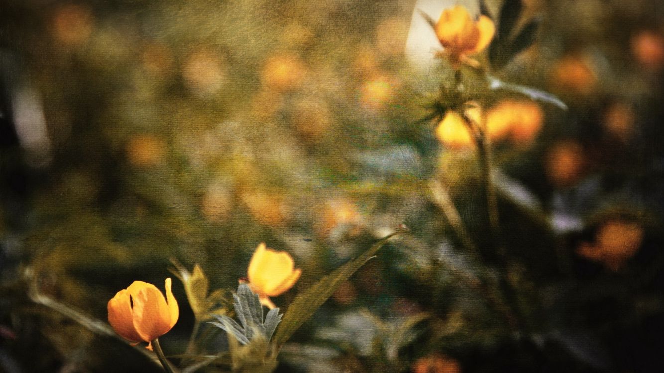 Fleurs Jaunes Dans L'objectif à Basculement. Wallpaper in 2560x1440 Resolution