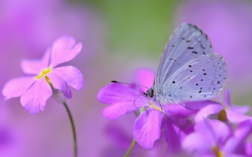 Image white and gray butterfly perched on purple flower in close up photography during daytime