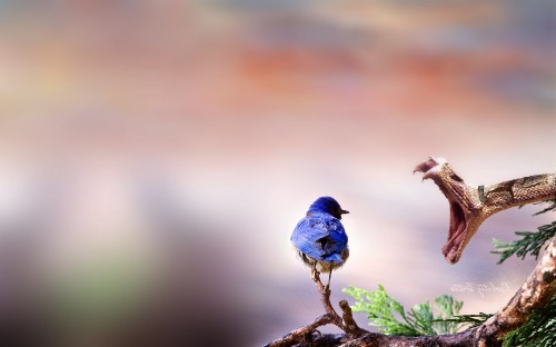 Image blue and brown bird on green plant