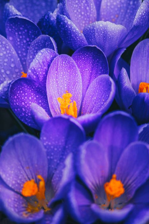 Crocus, Purple, Ostéospermum en Rose, Bouquet de Fleurs, Botanique. Wallpaper in 1100x1650 Resolution