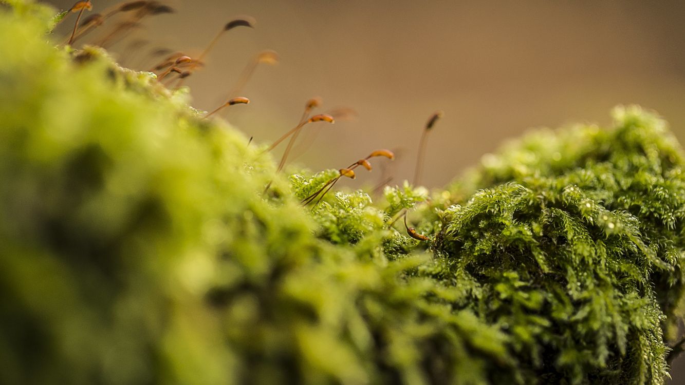 water droplets on green grass