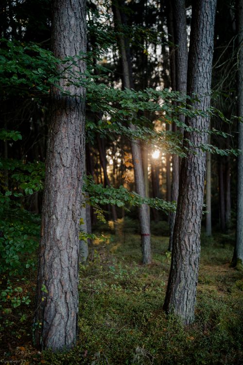 Natur, Branch, Sonnenlicht, Baum, Wald. Wallpaper in 2160x3240 Resolution