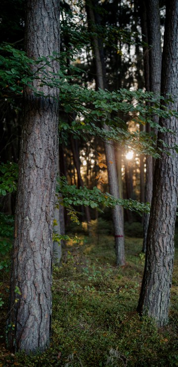 Image nature, branch, sunlight, tree, forest