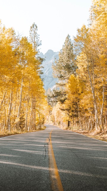 Image road, tree, natural landscape, nature, asphalt