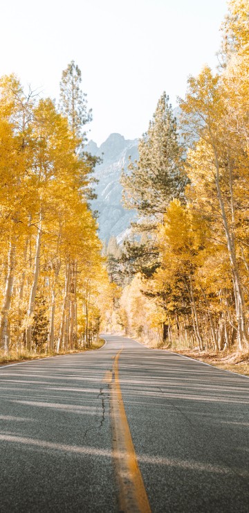 Image road, tree, natural landscape, nature, asphalt