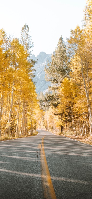 Image road, tree, natural landscape, nature, asphalt