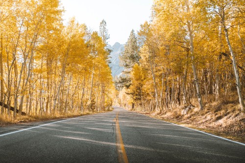 Image road, tree, natural landscape, nature, asphalt