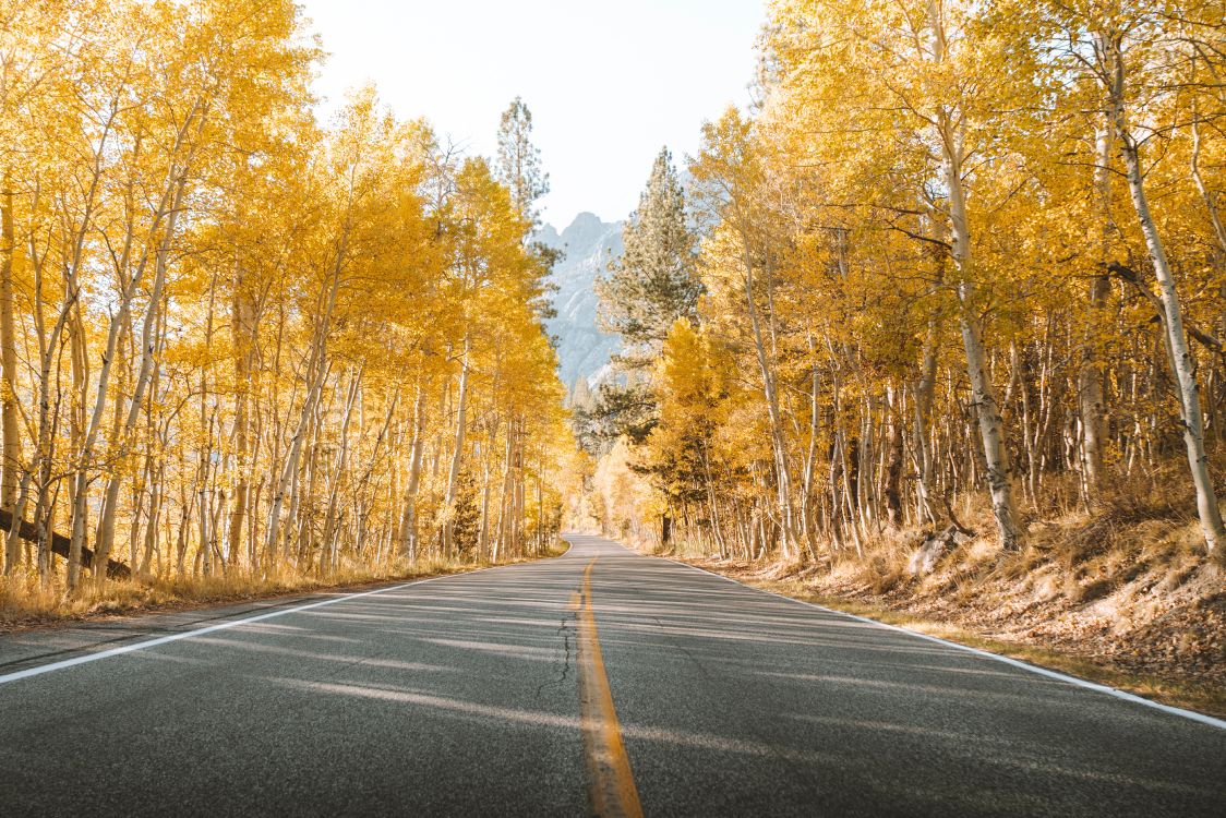 road, tree, natural landscape, nature, asphalt