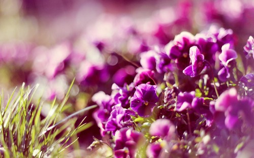 Image purple flowers in tilt shift lens