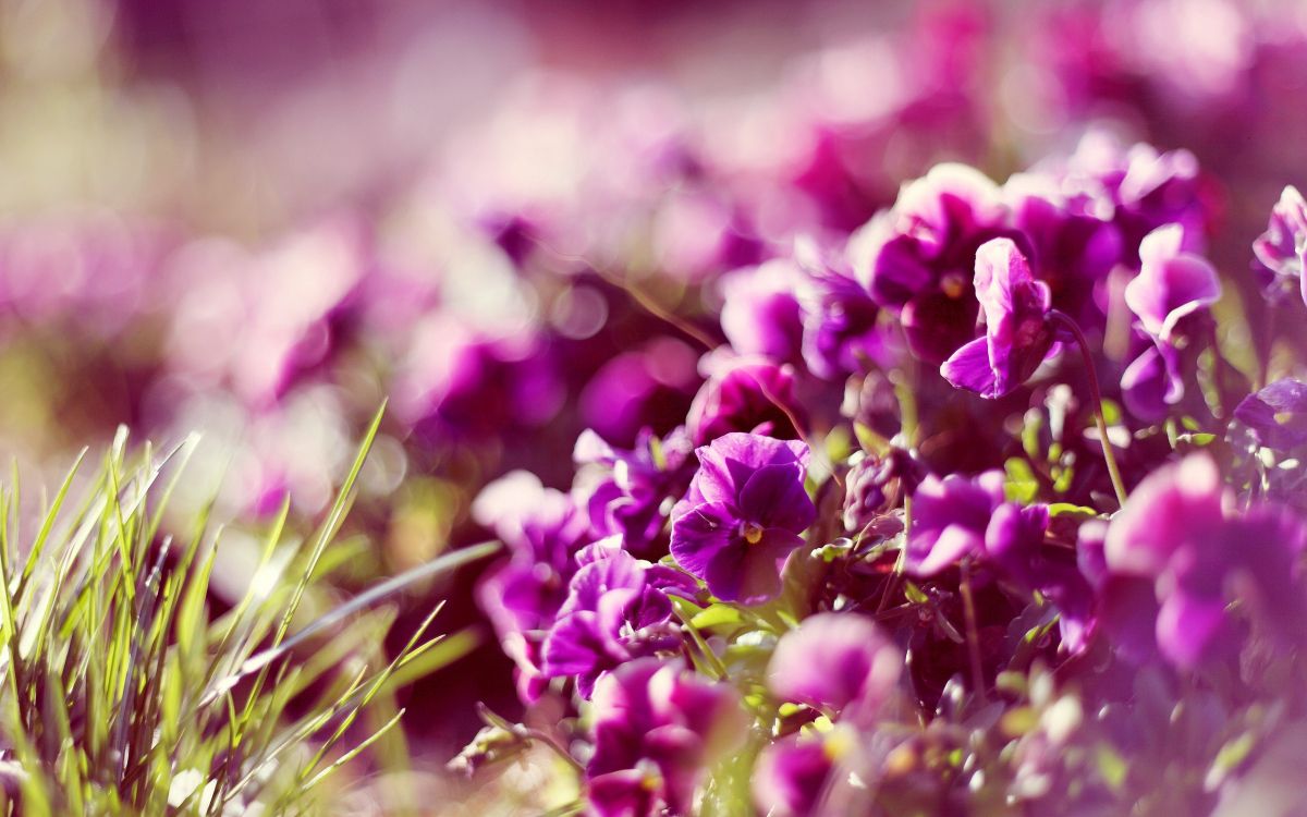 purple flowers in tilt shift lens