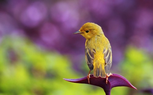 Image yellow and brown bird on pink flower