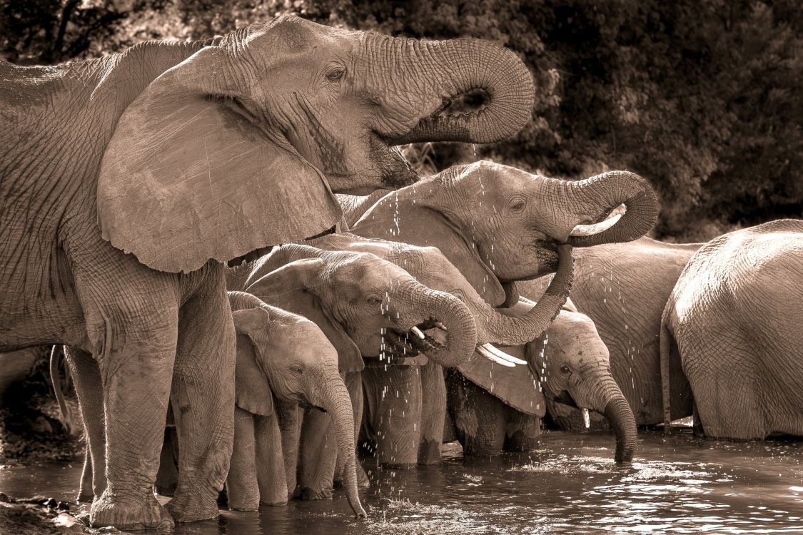 three elephants on water during daytime