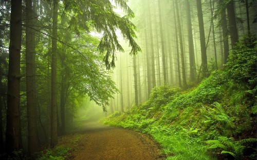 Image green grass and trees covered with fog
