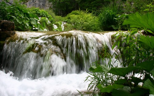 Image green plants beside waterfalls during daytime