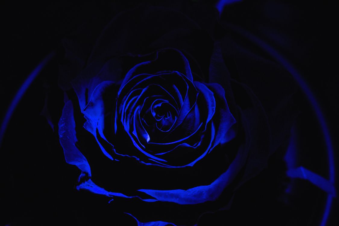Blaue Rose in Nahaufnahmen. Wallpaper in 6000x4000 Resolution
