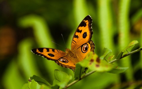 Image brown and black butterfly perched on green leaf during daytime