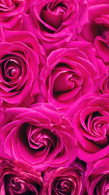 Image purple rose in close up photography