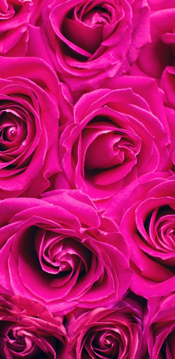 Image purple rose in close up photography