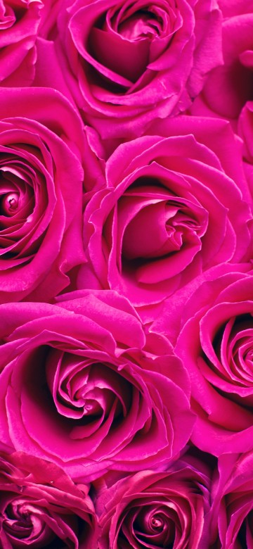 Image purple rose in close up photography