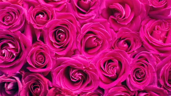Image purple rose in close up photography