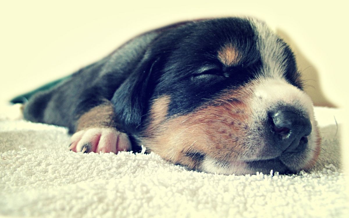 black and tan short coat puppy