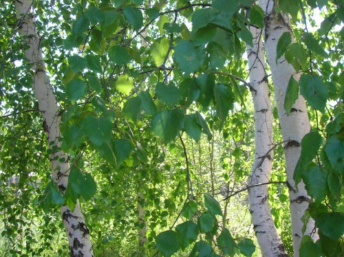 Image green leaves on brown tree