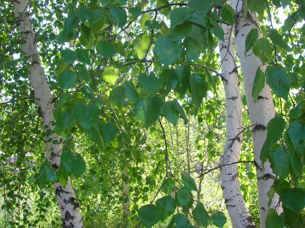 green leaves on brown tree