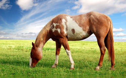 Image brown and white horse on green grass field under blue sky during daytime