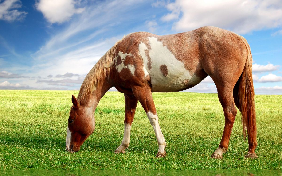 brown and white horse on green grass field under blue sky during daytime