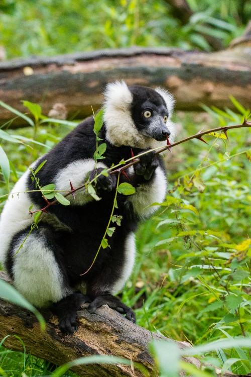 Image white and black animal on green grass during daytime