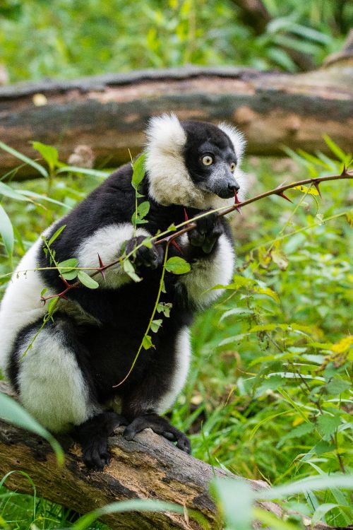 white and black animal on green grass during daytime