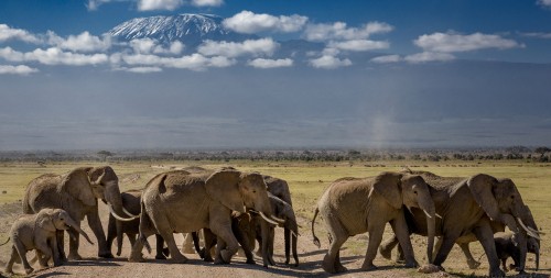 Image brown elephant on brown field under blue and white cloudy sky during daytime