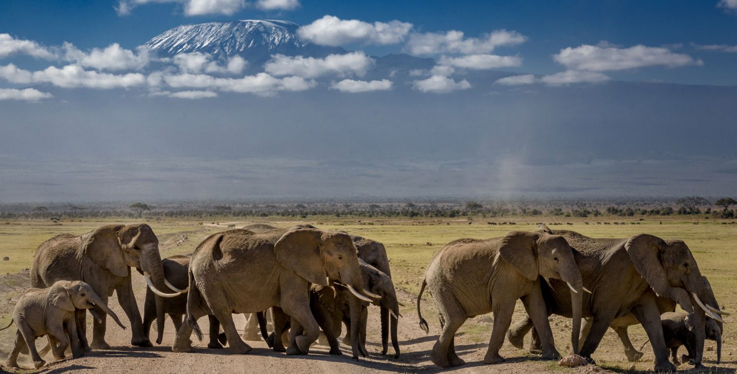 brown elephant on brown field under blue and white cloudy sky during daytime