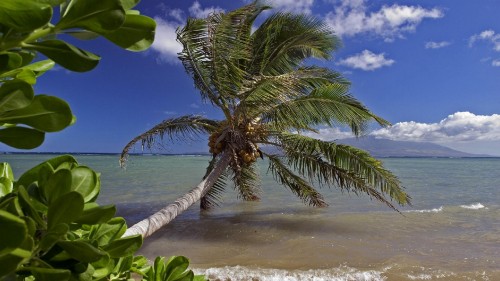 Image green palm tree on beach shore during daytime