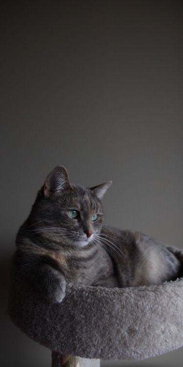 Chat, Chartreux, Bleu Russe, Korat, Felidae. Wallpaper in 2048x4096 Resolution