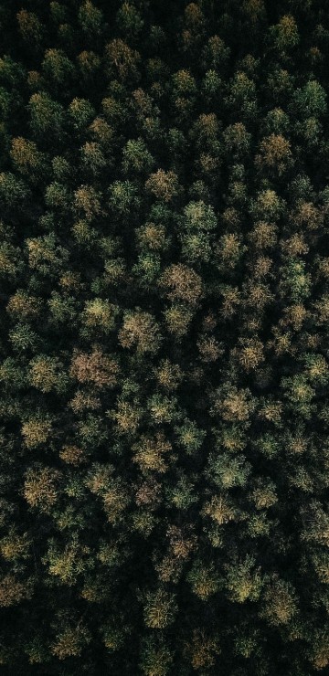 Image Pattern M, pattern, plant, groundcover, green