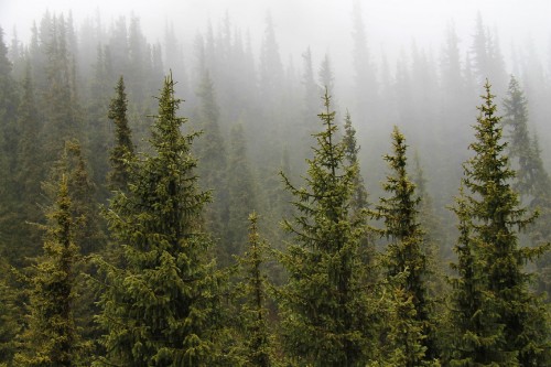 Image green pine trees during daytime