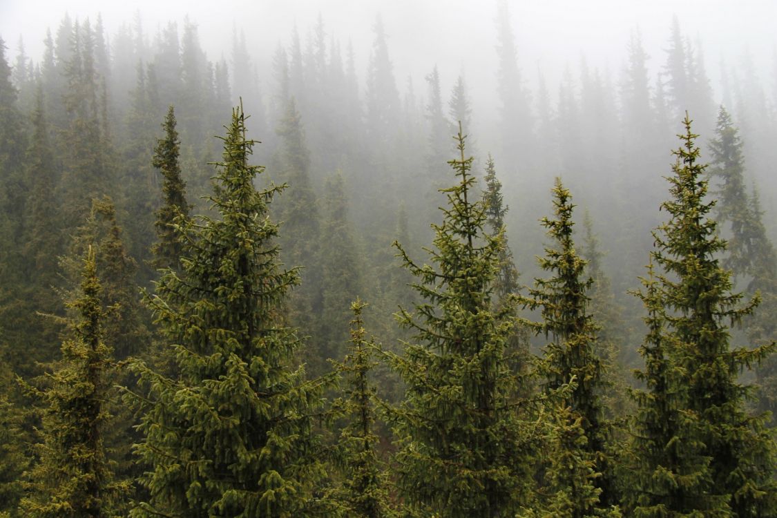 Wallpaper Green Pine Trees During Daytime, Background - Download Free Image