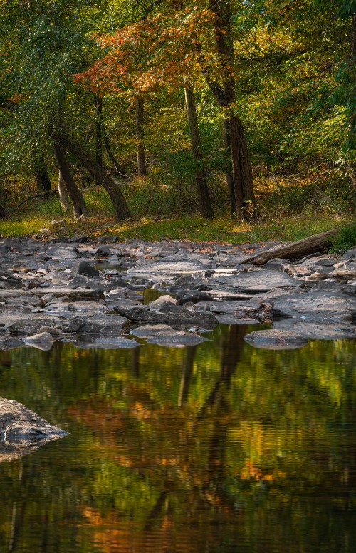 Image tree, reflection, body of water, nature, natural landscape