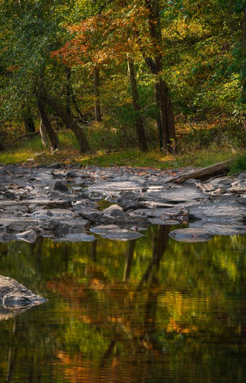 tree, reflection, body of water, nature, natural landscape