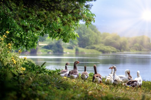 Image flock of geese on green grass near body of water during daytime