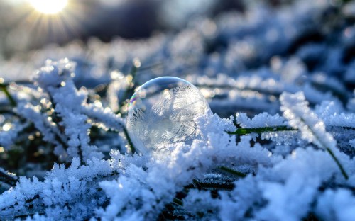 Image snow covered green plant with snow