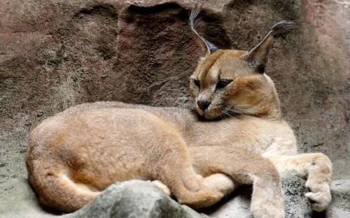 Image brown cat on gray rock