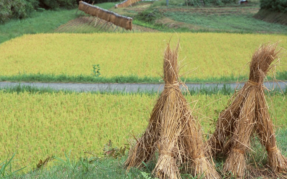 brown dried grass on green grass field during daytime