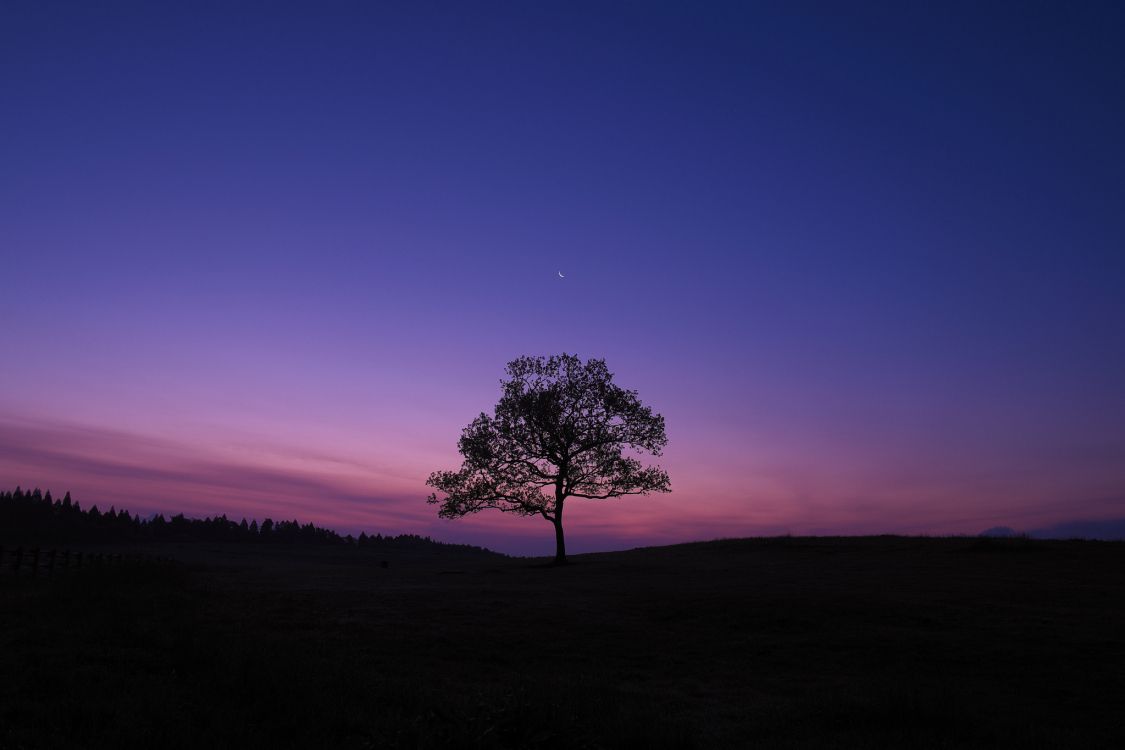 silhouette of tree during sunset
