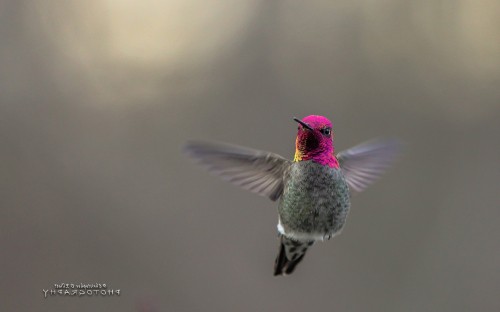 Image purple and green humming bird