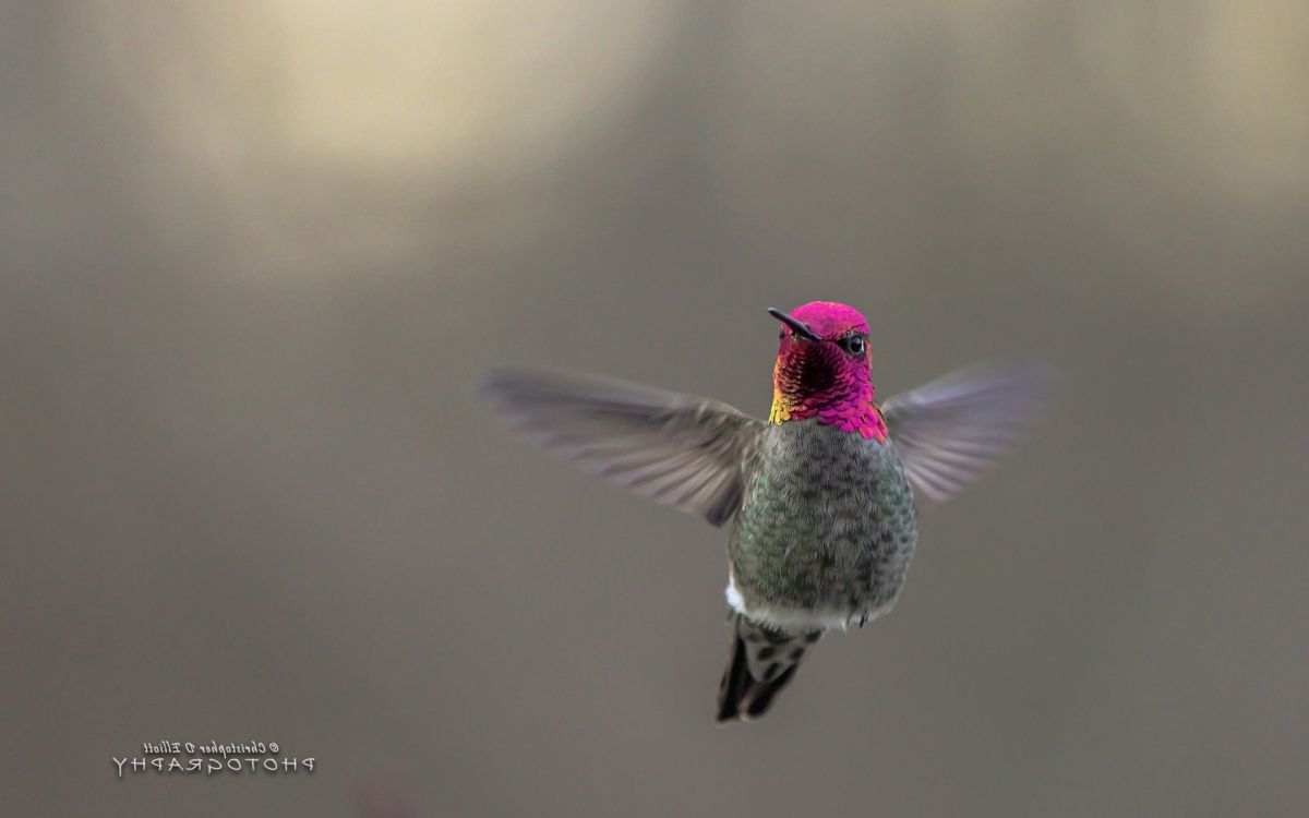 purple and green humming bird