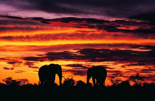 Image silhouette of elephant on field during sunset