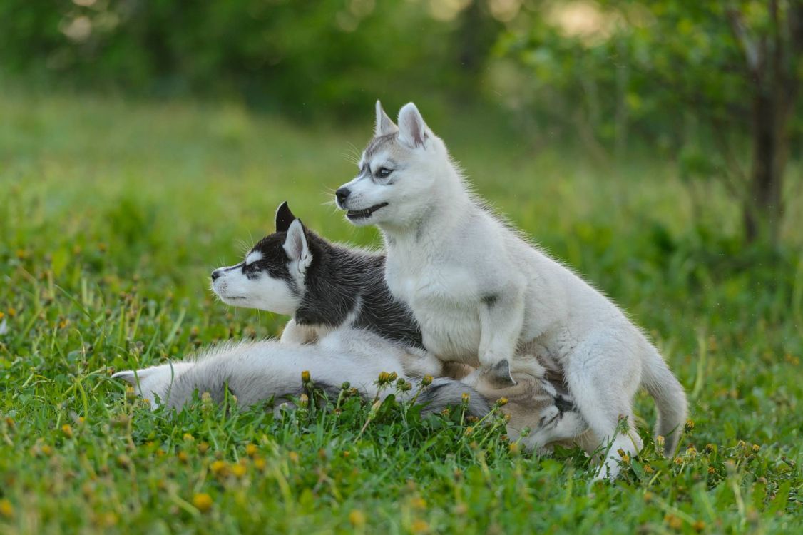 White and Black Siberian Husky Puppy on Green Grass Field During Daytime. Wallpaper in 2048x1363 Resolution