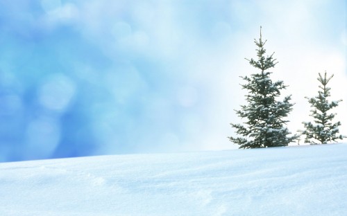 Image green pine tree covered with snow